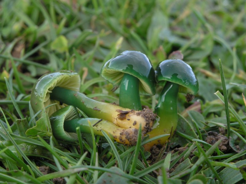 Hygrocybe psittacina - Agli amici del Forum
